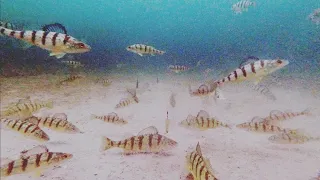 Ice Fishing Jumbo Perch (under water footage)