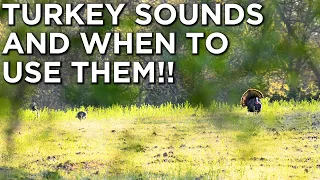 What SOUNDS Do Turkeys Make?! | How To CREATE AND USE Turkey Vocalizations!