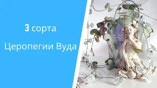 Три способа выращивания домашней лианы Церопегия Вуда: кокедама, опора, дуга