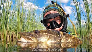 Подводная охота " САМОЕ ЧИСТОЕ ПОЛНОЕ РЫБЫ ОЗЕРО ". Добыли трофей🐟 Щука, Линь, Лещ, Окунь.