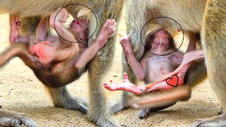 Wow!! Sweet Milk Tiny Newborn Monkey Manya Struggle To Get Full Milk From Mama Manda.