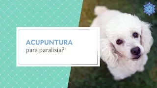 Acupuntura para paralisia? Bob