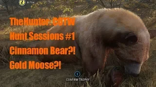 TheHunter Call Of The Wild - Hunt Session 1 - Cinnamon Bear, Gold Moose & More!