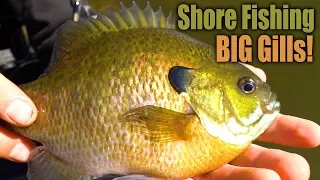 Catching BIG BLUEGILLS Shore Fishing!! - PUBLIC WATER