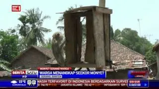 Monyet Liar Serang Permukiman, Balita Kena Cakaran