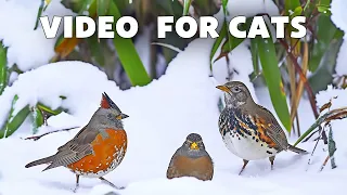 Bird Video for Cats to Watch 😻 Sparrows & Pigeons are Searching for Food ~ Relaxing Bird Songs