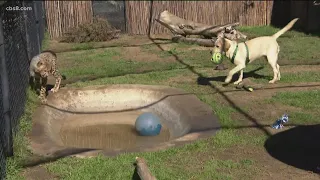 Orphan cheetah cub and yellow lab become best friends