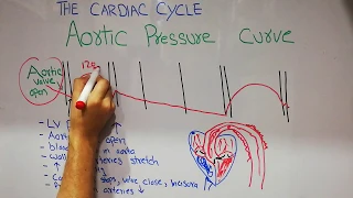 CVS physiology lecture 7 | Aortic pressure curve | Incisura | The cardiac cycle