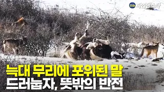 야생 늑대 여섯 마리에 포위 된 말, 그 누구도 예상하지 못한 결말