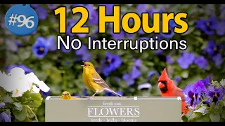 🐾12 Hours of Chirping Birds 🐦 Spring Flowers 🌼 Uninterrupted Cat TV 😻 Bird Noise Background