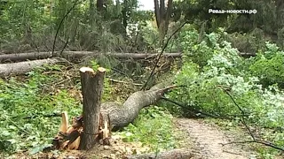 В Ревде, на улице Горького, рубят деревья под строительство магазина
