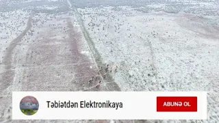 Kürdili adasinda vəhşi atların gözəlliyi