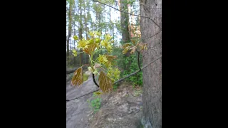 Якщо мірилом буде точне серце _ слова і музика: Оксана Чайка