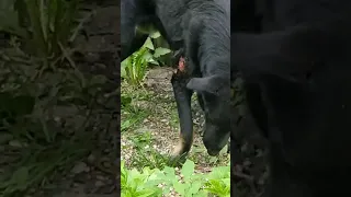 Это видео было снято несколько дней назад. Тогда пёс ушёл...