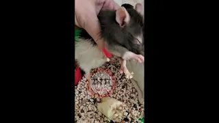 домашняя крыса, выбросили с огромной опухолью в кусты на дарнице , успешно прооперирована!