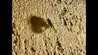 Kefalonian Gecko vs. Macho Cricket