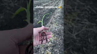 Сходи кукурудзи,технологія strip-till