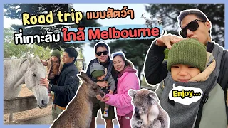 Road trip แบบสัตว์ๆ ที่เกาะลับ ใกล้ Melbourne | ทิวทัศน์ท่องเที่ยว EP.16