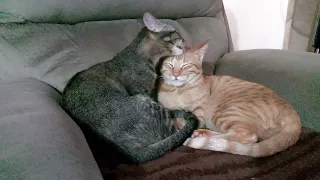 Tabby Cats Cuddle each other|Cat grooming cat