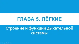 Физиология. Глава 5. Лёгкие. Строение и функции дыхательной системы