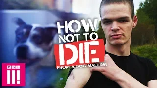 How Not To Die From A Dog Attack