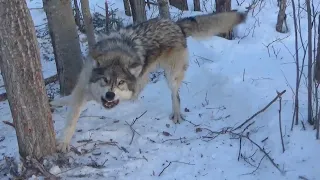 HUGE WOLF ESCAPES TRAP ON VIDEO!!