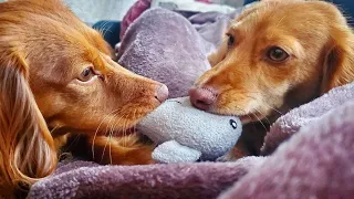 Playful funny dachshund dogs barking moment videos compilation 2021 | Funny dogs videos