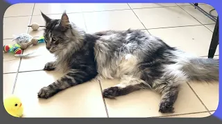 ❤️ Maine Coon in Video: Softness, Elegance and Moments of Relaxation 🐾 V70