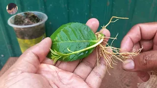 How to growing lemon tree from leaves | Best Video Agriculture
