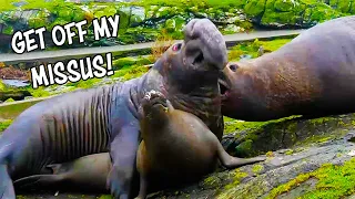 Ozzy Man Reviews: Elephant Seal Love Triangle