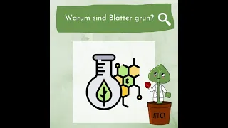 Frag Nici: Warum sind Blätter grün?