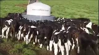 Quality Calf Rearing