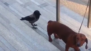 Bird pecks Dog 8 times!  But why?