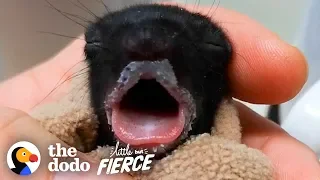 Furless Baby Squirrel Grows Up to be Cute... | The Dodo Little But Fierce