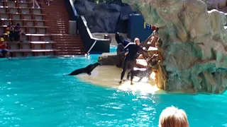 Tenerif 2019. Loro Parque. Морские львы.