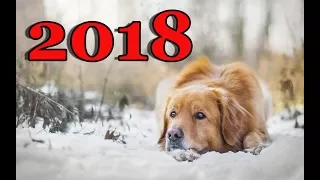 С Новым годом 2018 🐶  Год желтой собаки  🐶