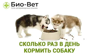 Сколько Раз В День Кормить Собаку 🍖// Режим Питания Собаки // БИО-ВЕТ