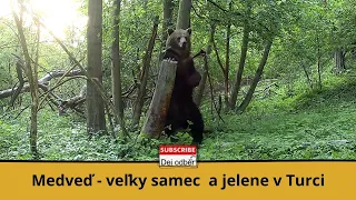 Medveď - veľký samec a jelene v Turci 💪🐻🦌🦌