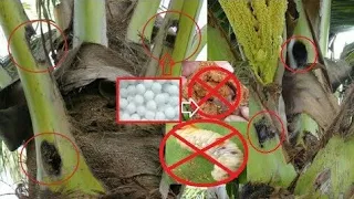 How to protect coconuts from other pests