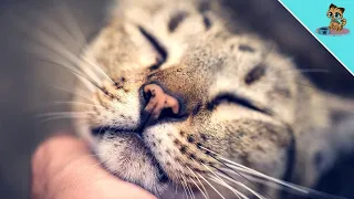 HOW Cats Apologize To Their Humans! (UNBELIEVABLE]