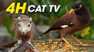4 Hours - Birds For Cats To Watch, Relax Your Pets, Beautiful Birds, Squirrels - CatTV Central