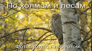 Фотоохота с Альбертом. По холмам и лесам