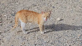 This Orange Genger Cat Welcome Me With His Loud Cry