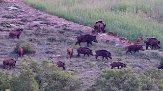 PERFECT DRIVEN WILD BOAR HUNT - HARİKA SÜREK DOMUZ AVI