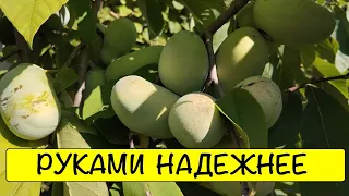 Азимина 17/09/23. Результат ручного опыления. В предвкушении урожая PawPaw