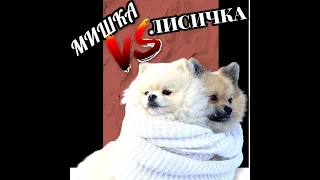 Шпиц МИШКА vS ЛИСИЧКА