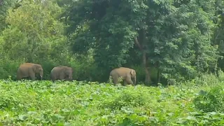 అడవి ఏనుగుల అల్లకల్లోలం , 🦣🐘🐘🐘🐘🐘🦣