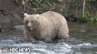 Alaska bear ‘Grazer’ wins ‘Fat Bear Week’