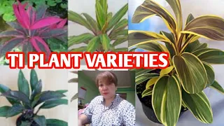 CORDYLINE TI PLANT VARIETIES /MARGIE PULIDO VLOGS