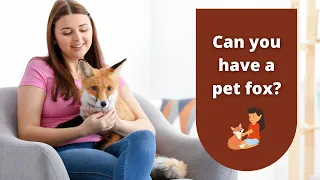 Can You Have a Pet Fox? | Pet Foxes